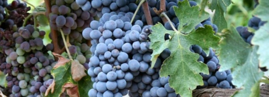 Red Dot Wine Cover Image