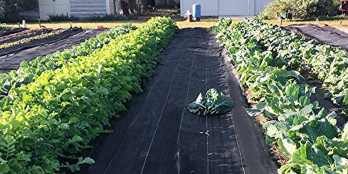 Maximize Garden Health and Protection Using Premium Ground Covers