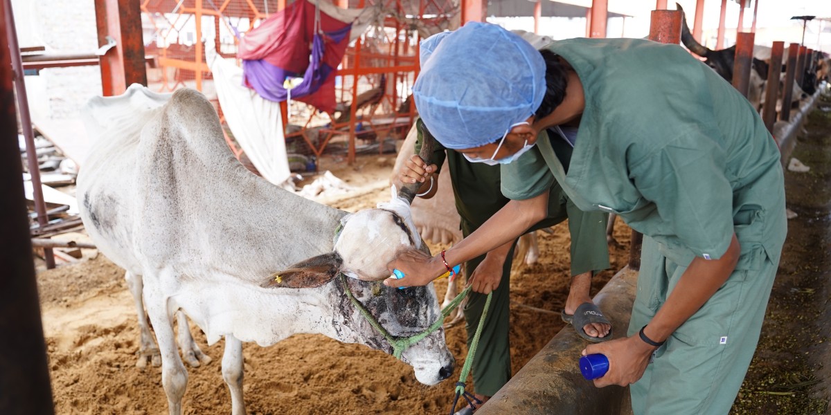 Cow Donation to Support Gokuldham Mahatirth Gau Seva